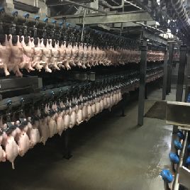 Linco - Abattoir