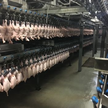 Linco - Slaughterhouse