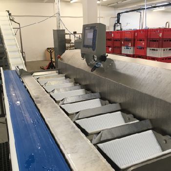 Marel + Ulma TBL + VFFS Feeder - scale - sorting machine