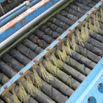 Standen Pearson and Vision - 096